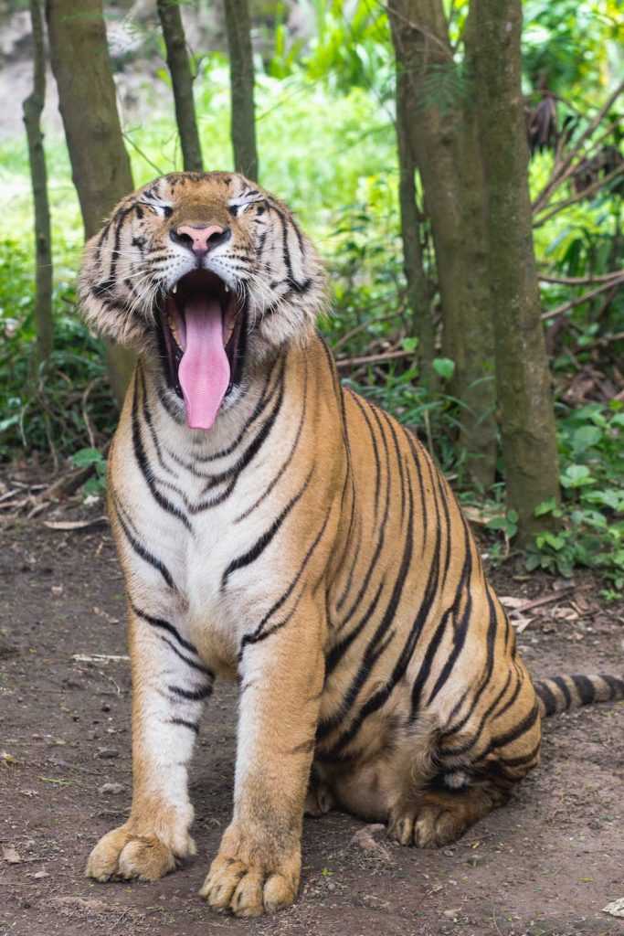 Unleashing the Power of the Tiger Spirit Animal