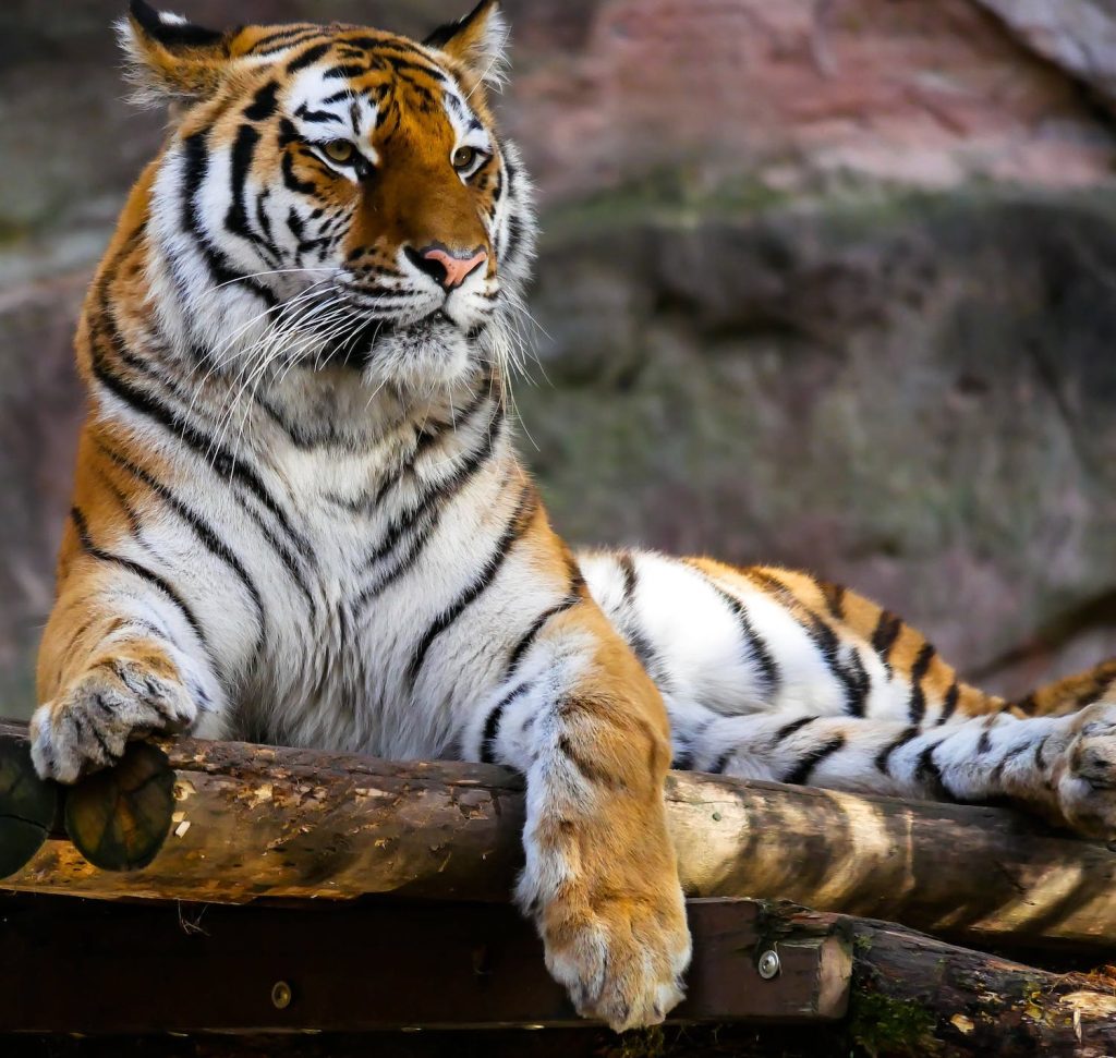 Characteristics of the Tiger Spirit Animal